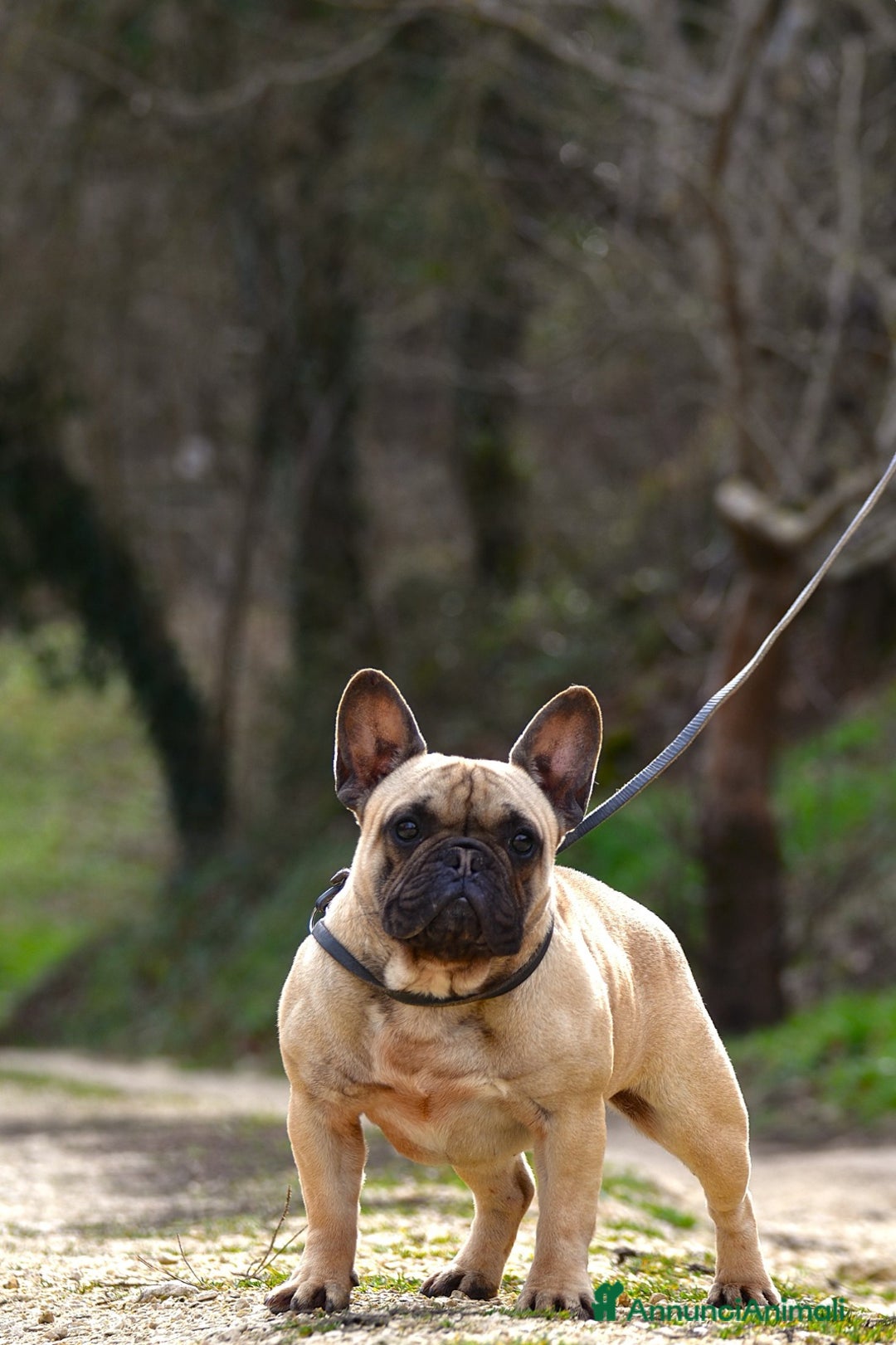 Bulldog Francese cani in vendita: Cucciolo maschio bouledogue francese  - Immagine 9