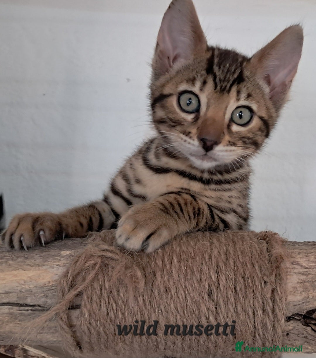 Bengala gatti Cuccioli Bengala con pedegree - Annuncio 36