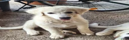 Pastore Abbruzzese Maremmano cani in vendita: Cuccioli di pastore maremmano - Annuncio 4