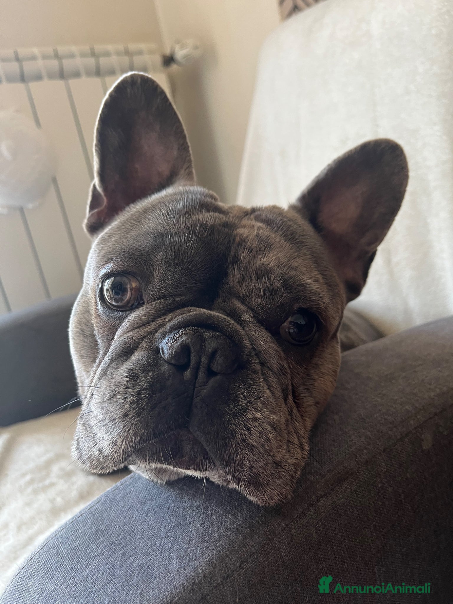 Bulldog Francese cani Vendita bulldog francese Arlecchino - Annuncio 1