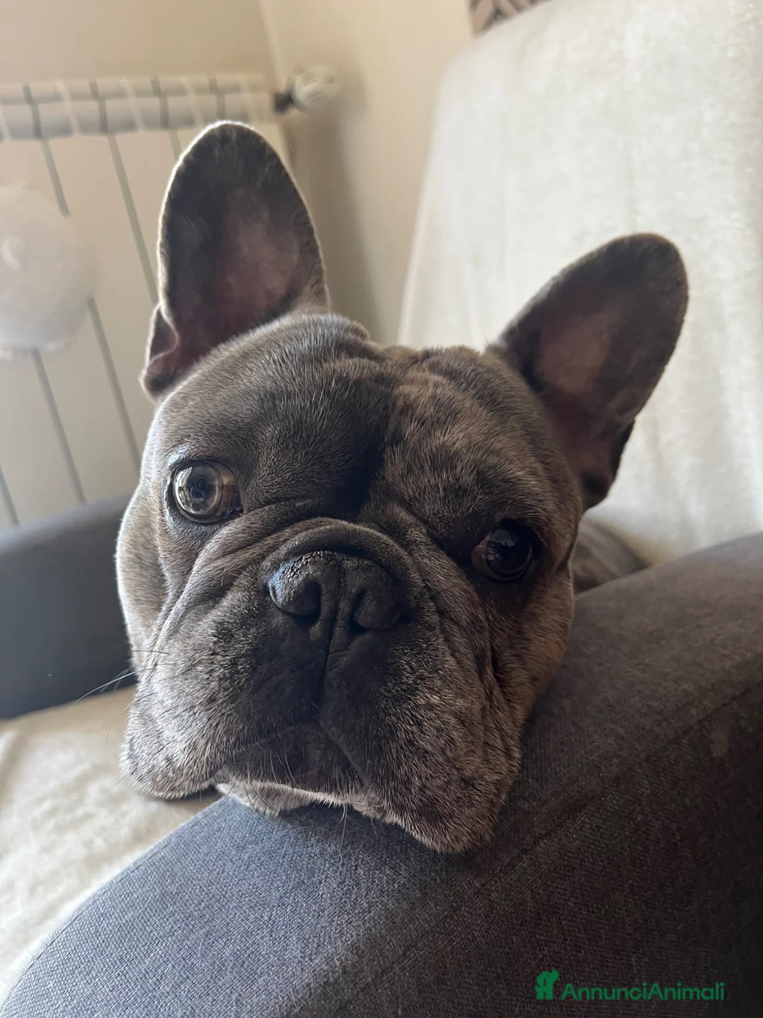 Bulldog Francese cani in vendita: Vendita bulldog francese Arlecchino - Annuncio 1