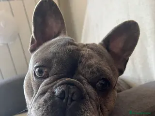 Bulldog Francese cani Vendita bulldog francese Arlecchino - Annuncio 1