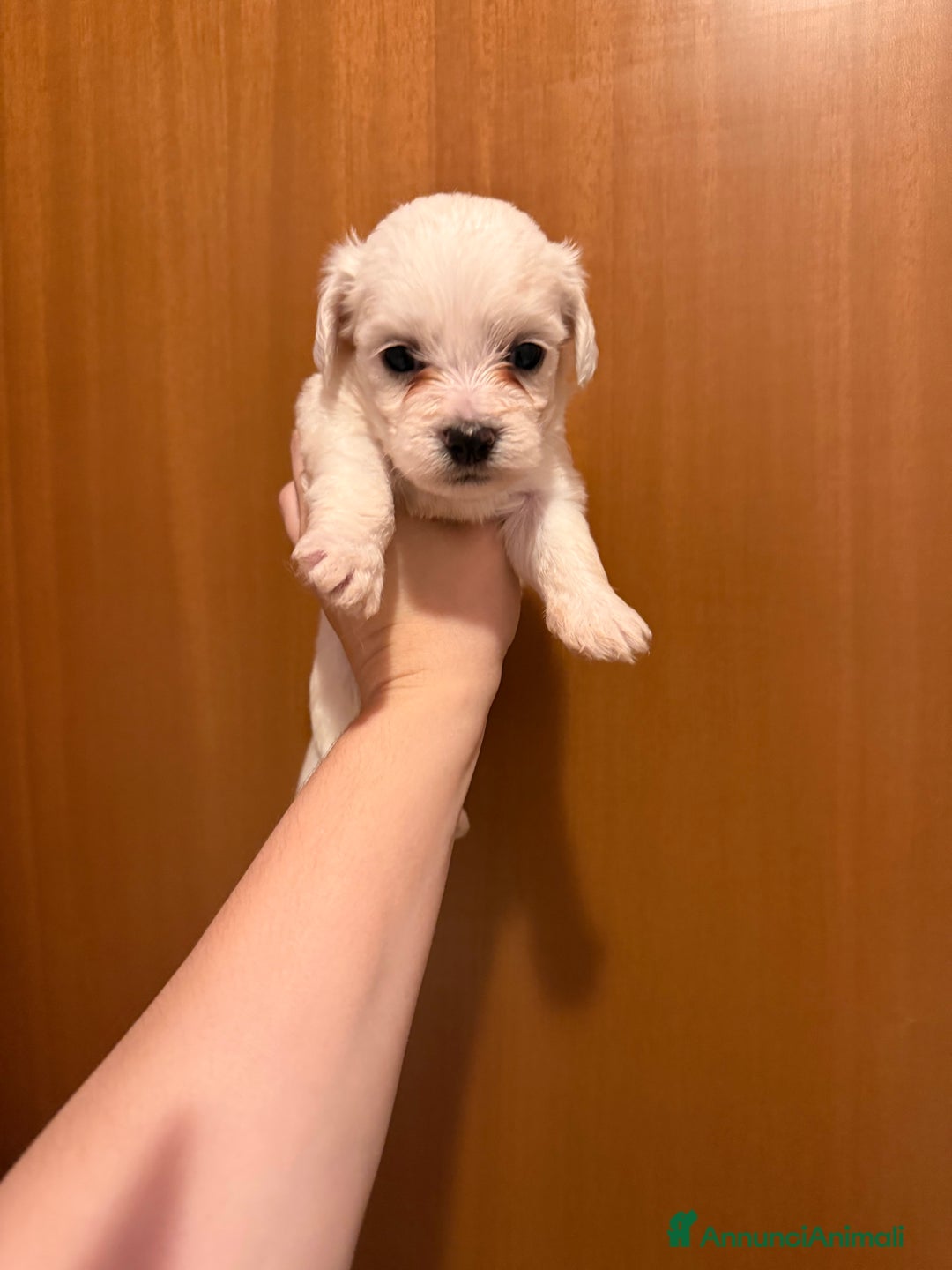 Maltese cani in vendita: Cuccioli di Maltese - Annuncio 3