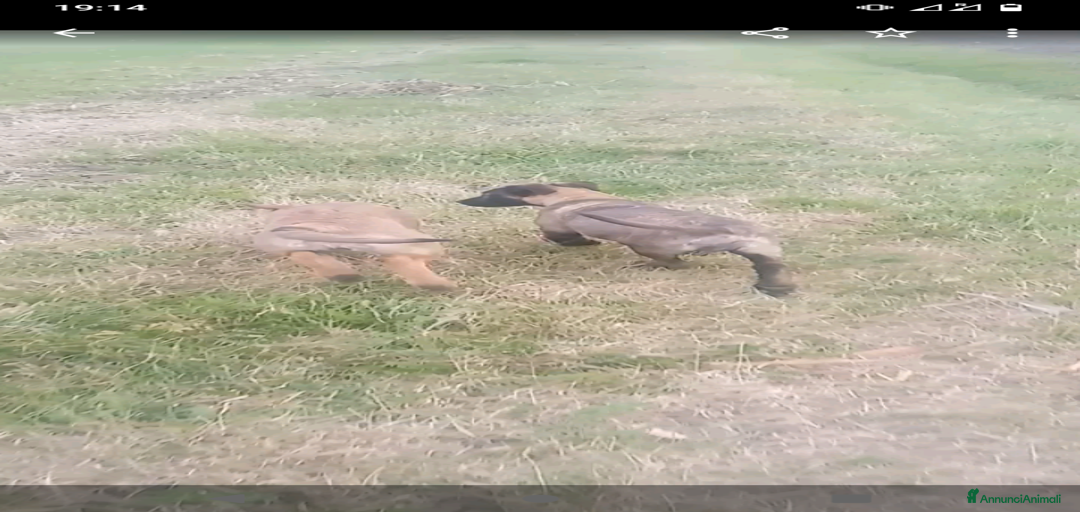 Immagine della galleria {{count}}