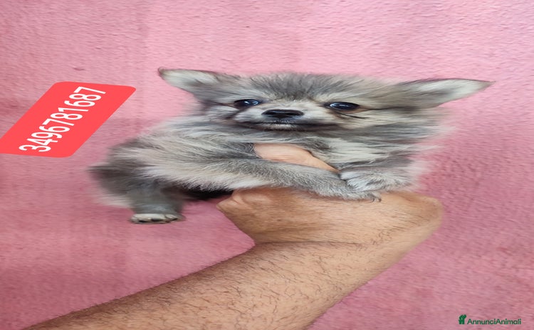 Spitz cani a Città metropolitana di Reggio Calabria - Annuncio 1