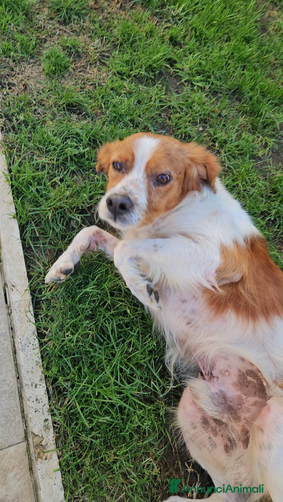 Breton cani in regalo: Tommy: giovane bretoncino socievole equilibrato  - Annuncio 9