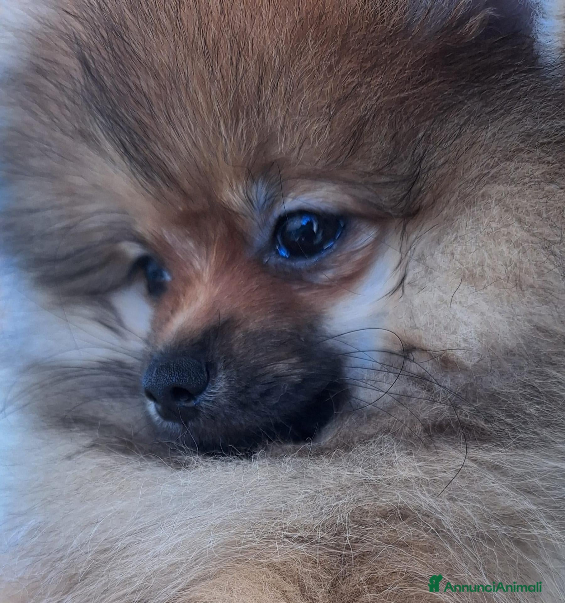 Volpino Pomerania cani Cucciolo di Spitz Tedesco Nano (Pomerania) - Annuncio 1