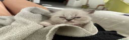 Ragdoll gatti in vendita: Ragdoll maschio - Annuncio 8