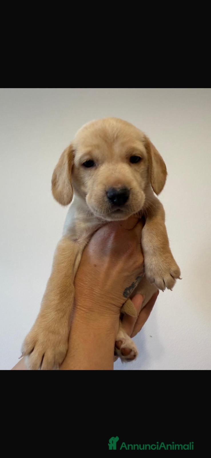 Meticcio cani splendidi cuccioli cercano casa... - Annuncio 1