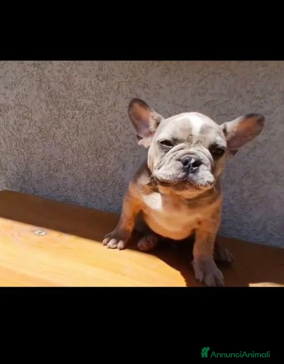 Bulldog Francese cani in vendita: Bulldog francesi Merle maschi - Annuncio 1