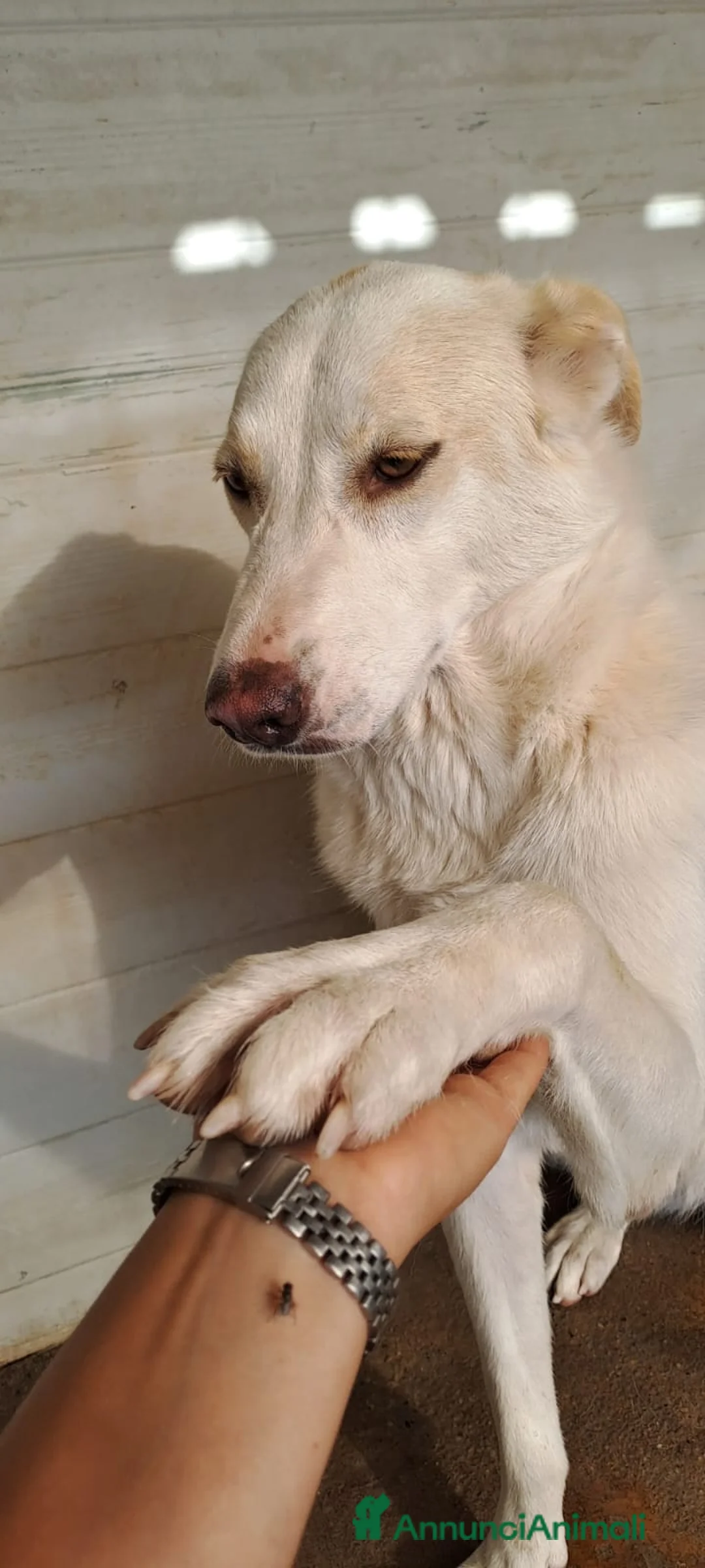 Meticcio cani in regalo: MOLLY  - Annuncio 7