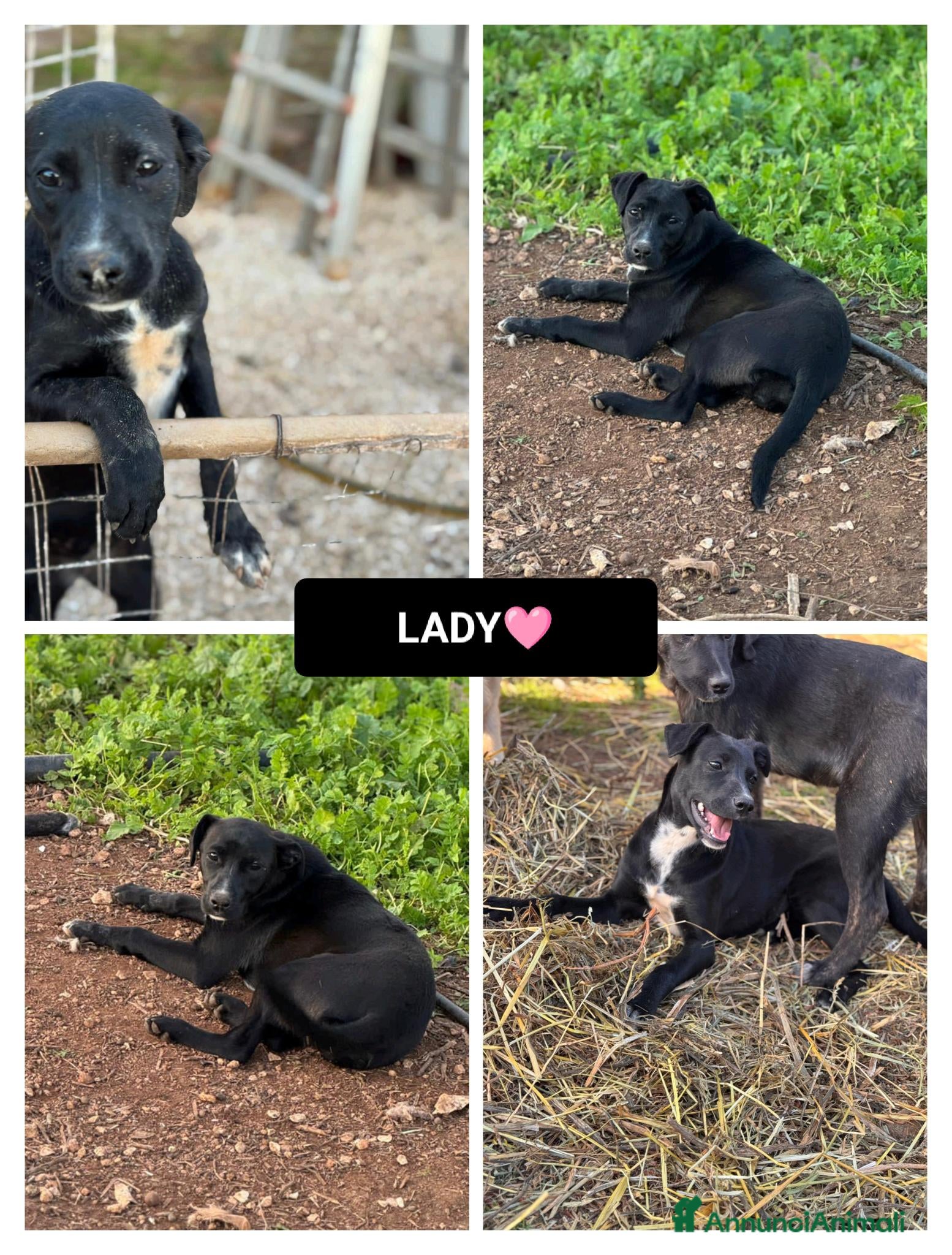 Altre razze cani lady  - Annuncio 1