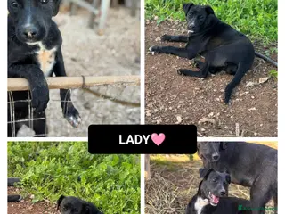 Altre razze cani lady - Annuncio 13