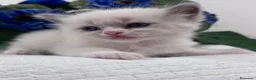 Ragdoll gatti in vendita: Ragdoll cuccioli disponibili  - Annuncio 4