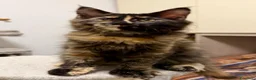 Maine Coon gatti in vendita: Maine coon con pedigree - Annuncio 4