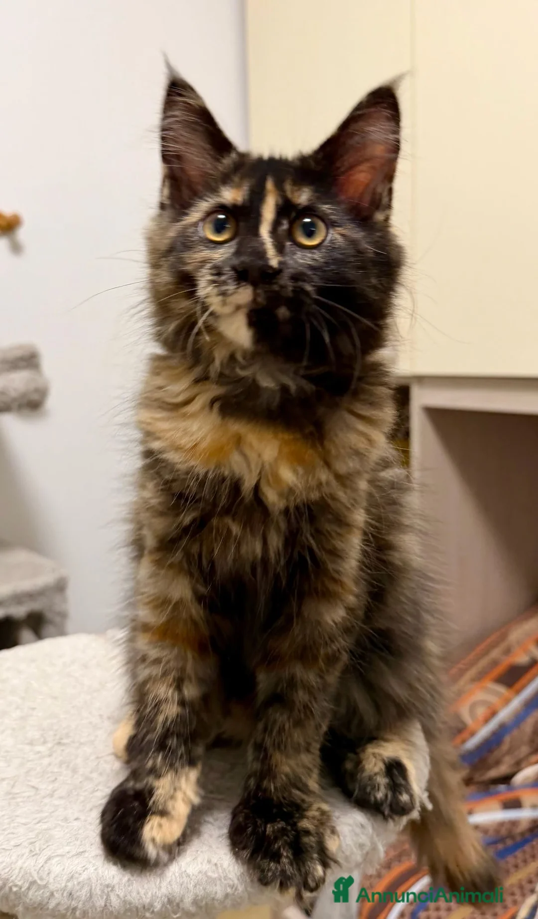 Maine Coon gatti in vendita: Maine coon con pedigree - Annuncio 4