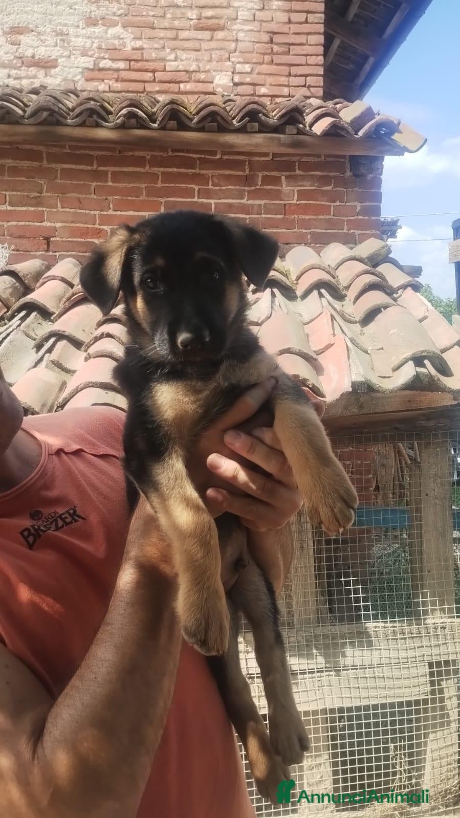 Meticcio cani Cucciolo  - Annuncio 24