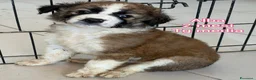Meticcio cani in regalo: SERVONO ADOZIONI PER SALVARLI! a Provincia di Modena - Annuncio 4