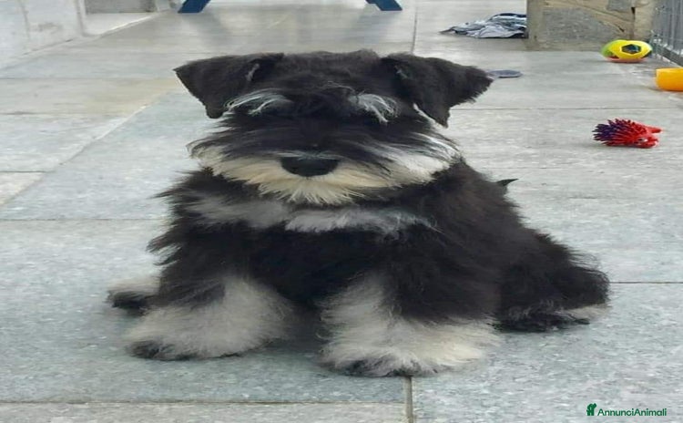 Mini Schnauzer cani a Provincia di Cuneo - Annuncio 1