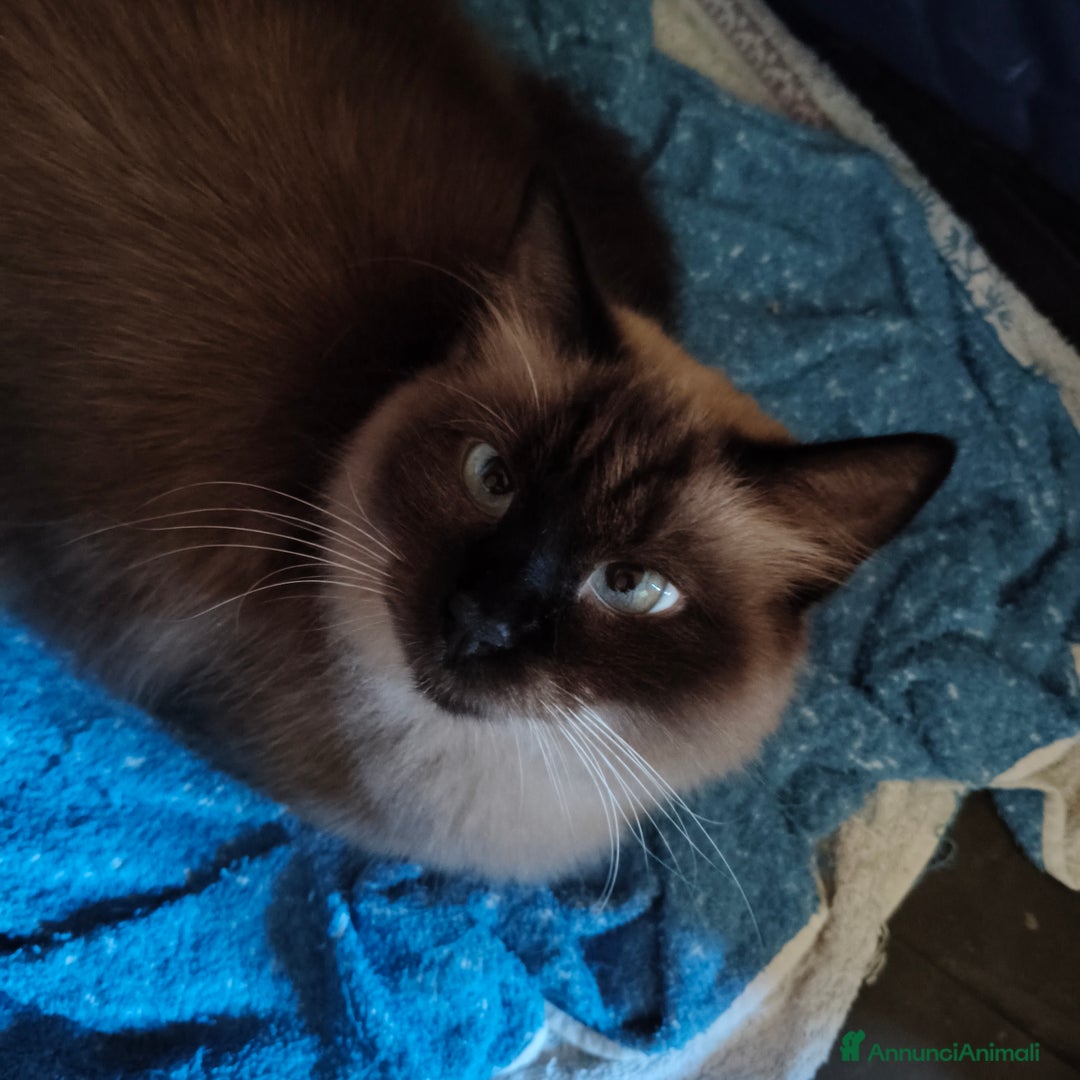Siamese gatti in regalo: NARCISSA cerca casa ❤️ - Annuncio 4