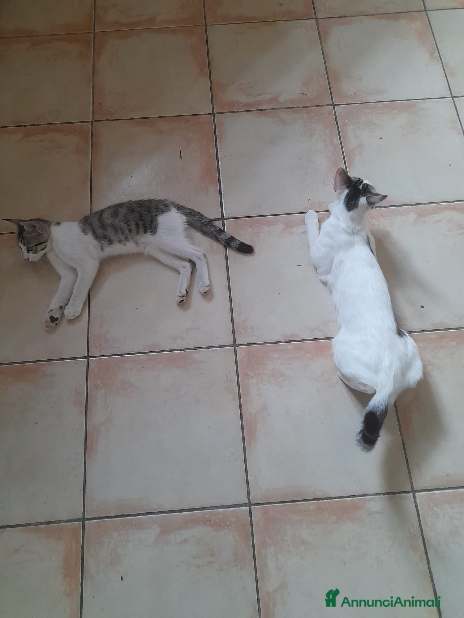 Meticcio gatti Regalo Gattina di 3 mesi - Annuncio 5
