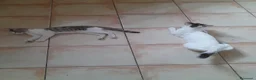 Meticcio gatti in regalo: Regalo Gattina di 3 mesi a Provincia di Piacenza - Annuncio 1