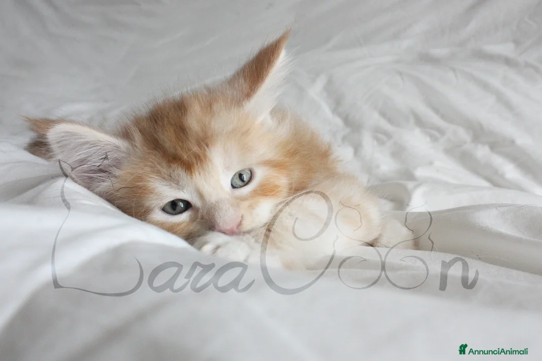 Immagine della galleria {{count}}