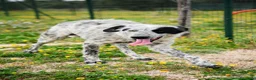 Meticcio cani in regalo: Furia mix Setter 2anni da mesi in CANILE.PUGLIA  a Città Metropolitana di Milano - Annuncio 3