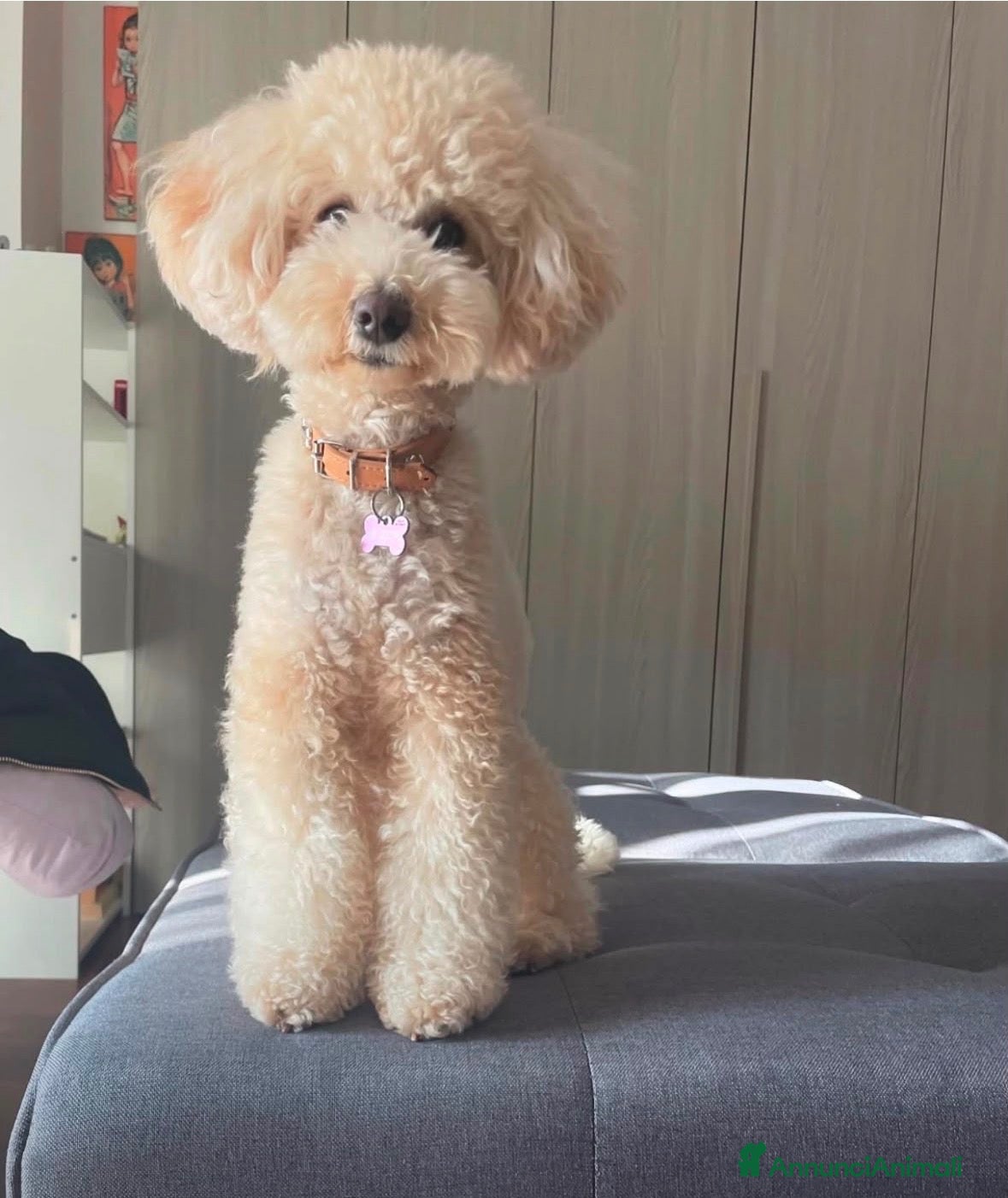 Meticcio cani in vendita: Cucciolo barboncino toy red - Annuncio 2