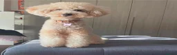 Meticcio cani in vendita: Cucciolo barboncino toy red a Provincia di Ascoli Piceno - Annuncio 1