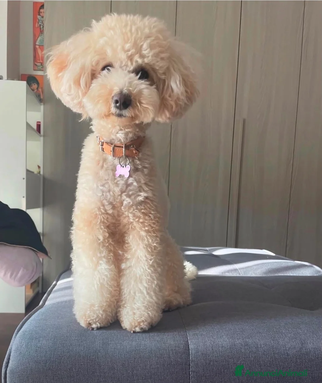 Meticcio cani in vendita: Cucciolo barboncino toy red a Provincia di Ascoli Piceno - Annuncio 1