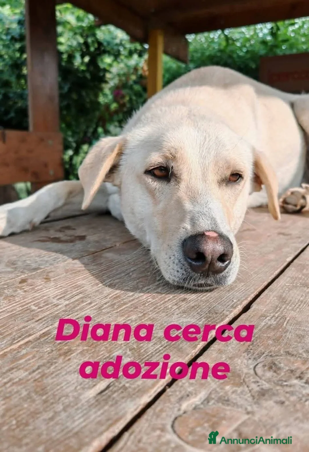 Labrador cani in regalo: Diana nessuno ancora si è innamorato di te a Provincia di Como - Annuncio 1