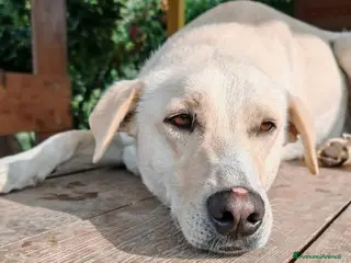 Labrador cani Diana nessuno ancora si è innamorato di te - Annuncio 1