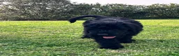 Terrier Nero Russo cani in vendita: Disponibili 4 maschi Terrier nero russi - Annuncio 3