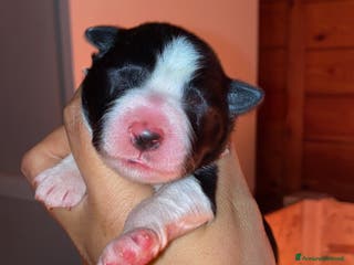 Border Collie cani Border collie merle e neri - Annuncio 6