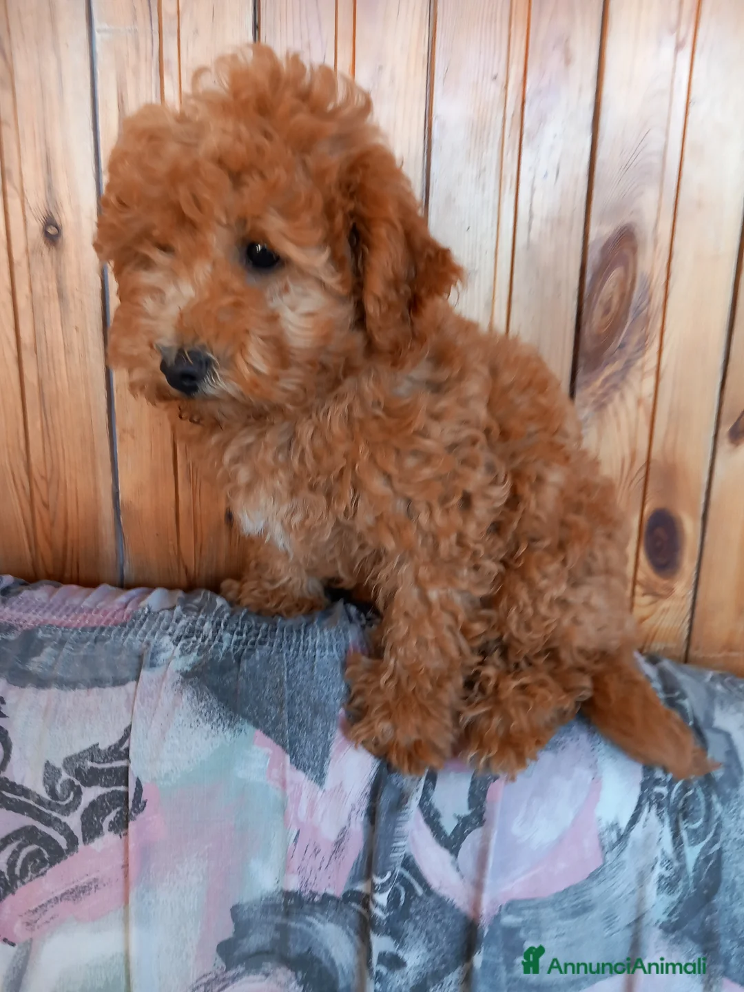Maltipoo cani in vendita: Maltipo maschio  - Annuncio 2