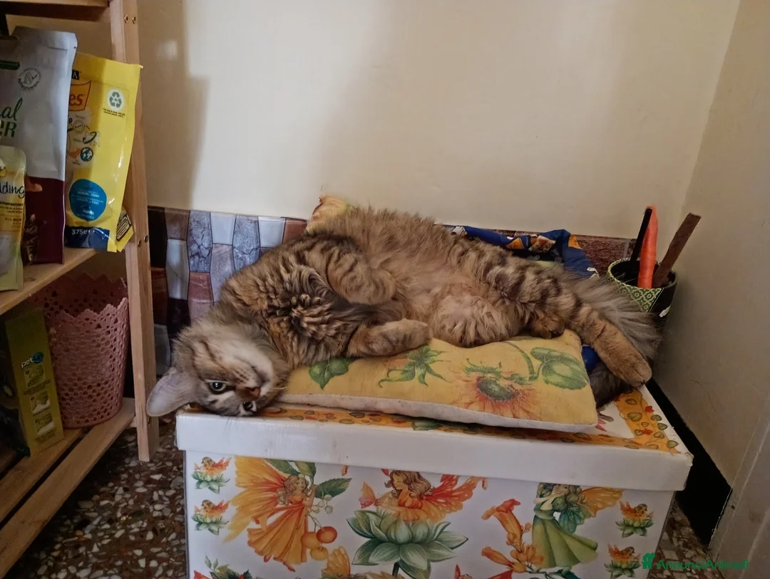 Siberiano gatti in regalo: Gatto 9mesi cerca adozione - Annuncio 3
