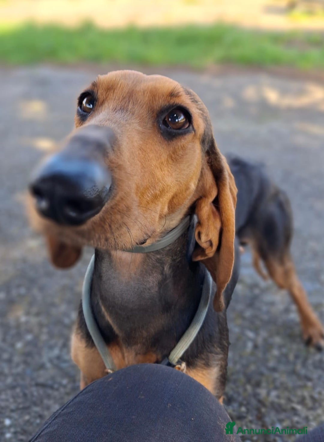 Segugio cani in regalo: BOBO 💙-cagnolino mite e delicato, buono con tutti - Annuncio 7