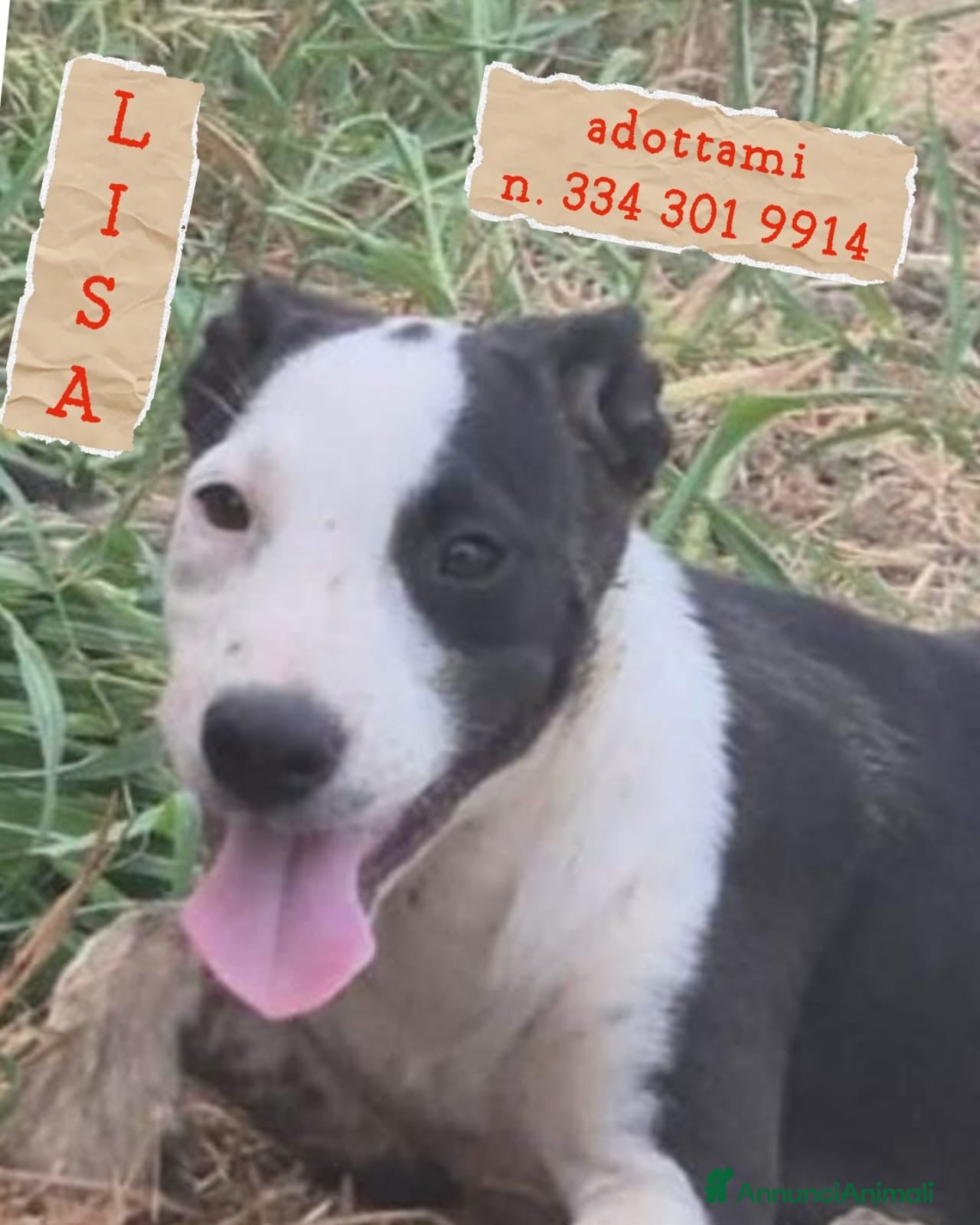Meticcio cani LISA 🩷 FERMA PER UNA FOTO? IMPOSSIBILE! - Annuncio 37