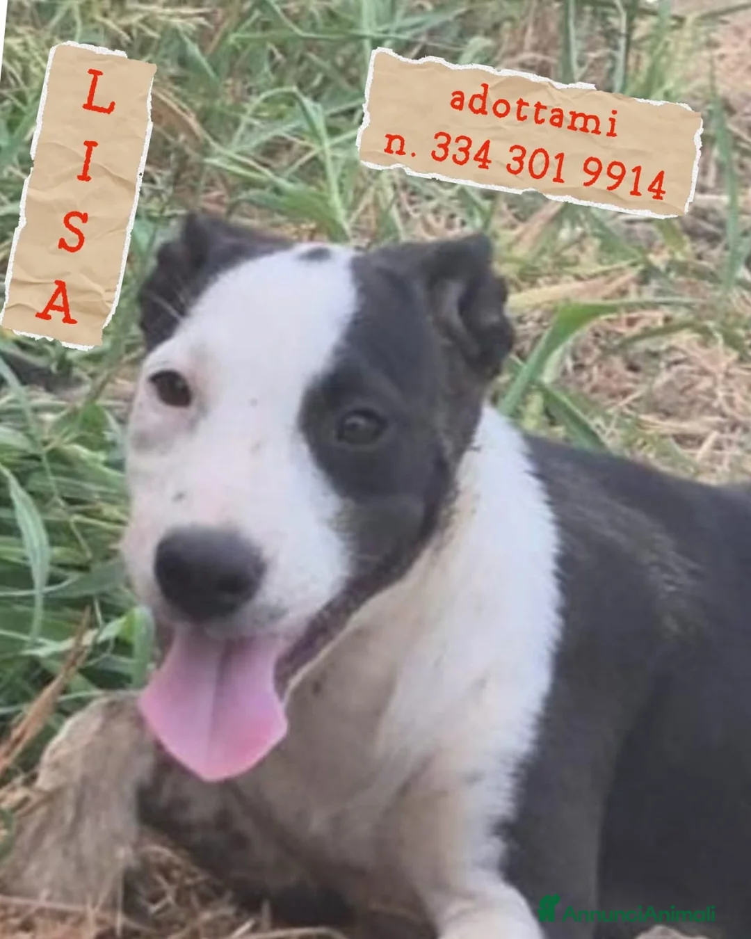 Meticcio cani in regalo: LISA 🩷 FERMA PER UNA FOTO? IMPOSSIBILE! a Provincia di Ancona - Annuncio 1