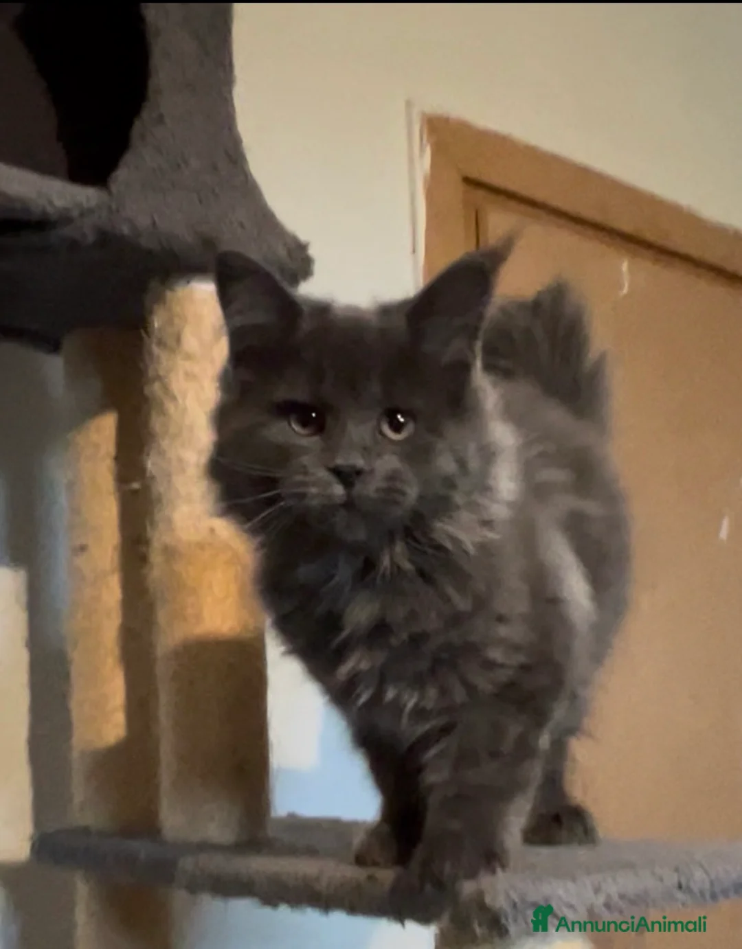 Maine Coon gatti in vendita: Cucciolo di Maine Coon, genitori testati a Provincia di Reggio Emilia - Annuncio 1