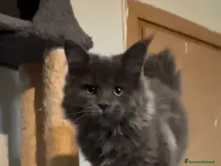 Maine Coon gatti Cucciolo di Maine Coon, genitori testati - Annuncio 4