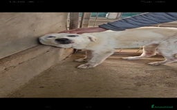 Meticcio cani in regalo: Consuelo: adozione del cuore o stallo  a Città Metropolitana di Genova - Immagine 3