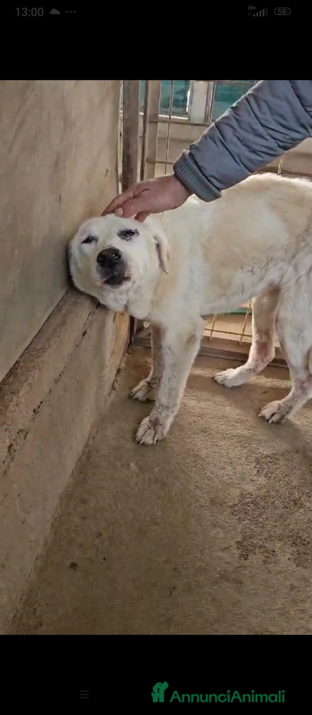 Meticcio cani in regalo: Consuelo: adozione del cuore o stallo  a Città Metropolitana di Genova - Annuncio 3