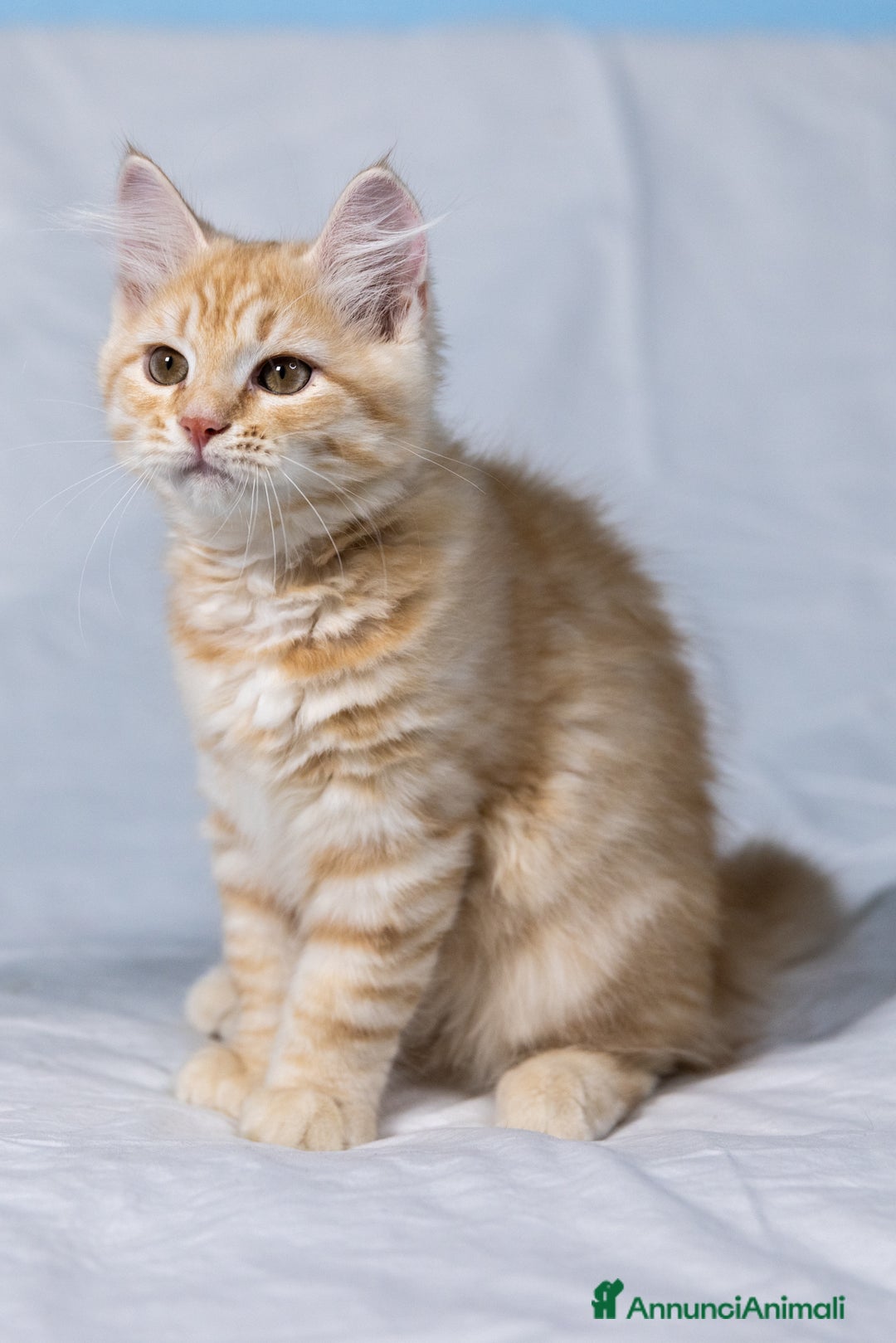 Siberiano gatti in vendita: Cucciolo gatto siberiano subito disponibile a Città Metropolitana di Torino - Immagine 5