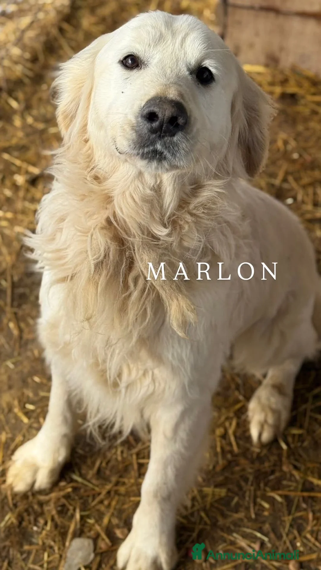 Golden Retriever cani in regalo: MARLON, magnifico mix GOLDEN RETRIEVER! - Annuncio 6