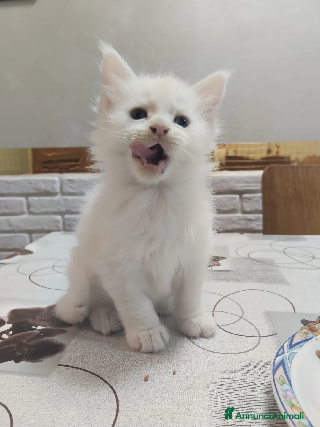 Maine Coon gatti in vendita: Maine coon con pedigree - Annuncio 2