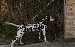 Dalmata cani per accoppiamento: Dalmata maschio per accoppiamento a Provincia di Viterbo - Immagine 2