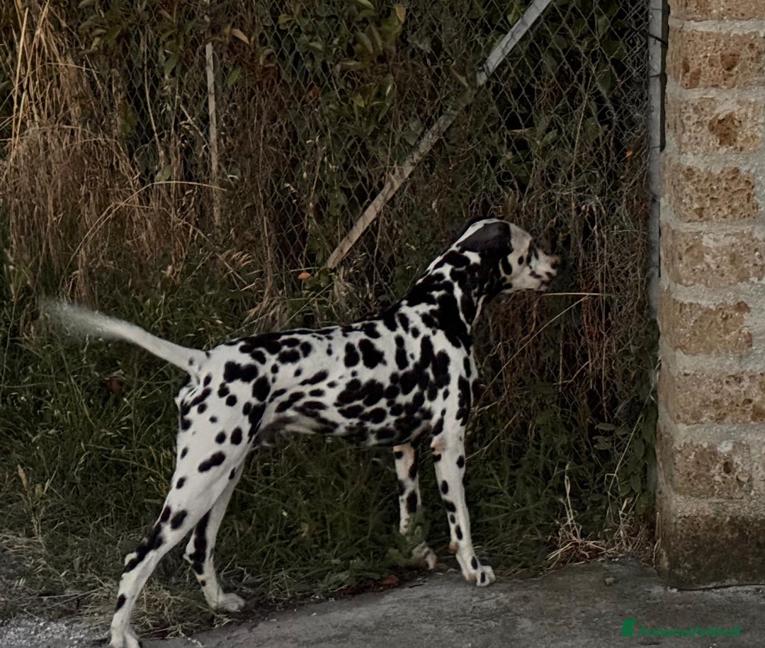 Dalmata cani per accoppiamento: Dalmata maschio per accoppiamento a Provincia di Viterbo - Immagine 2