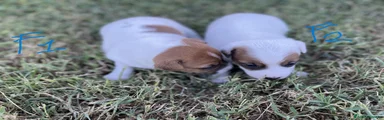 Jack Russell 6